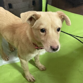 保健所からレスキュー！　おとなしいマイカちゃん