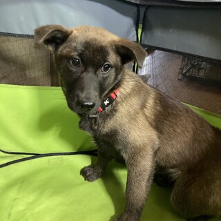 保健所からレスキュー！　大きめの中型犬トコちゃん