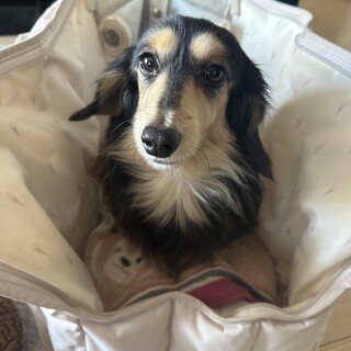 ミニチュアダックスフント　３歳　メス　しっぽ短め