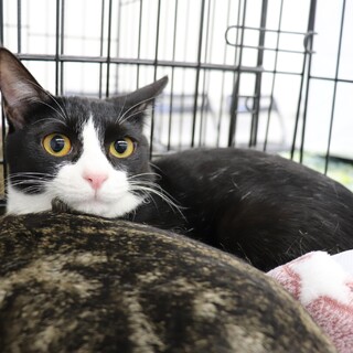 人慣れ修行を頑張った山茶花ちゃん