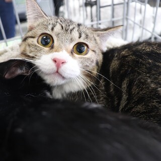 人慣れ修行を頑張った椿ちゃん