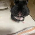 クロクマハムスターの男の子♪