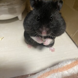 クロクマハムスターの男の子♪