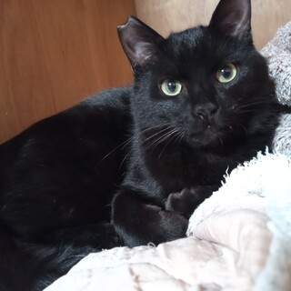 黒子猫の月見くん。