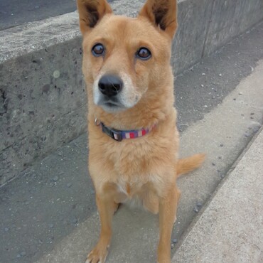 チョコ　そちらで走り回ってる？