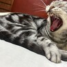 うちのコ紹介①先住猫のてるてるさん