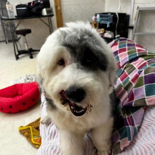 OES人懐こい女の子ゆめちゃん