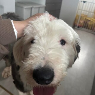 OES人懐こい男の子ふじ君