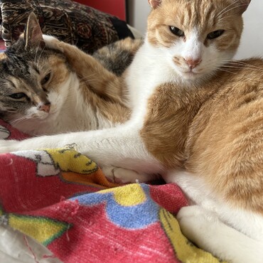 うちのコ紹介②元野良猫のみーこ(左)ともらにゃん(右)