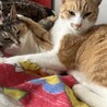 うちのコ紹介②元野良猫のみーこ(左)ともらにゃん(右)