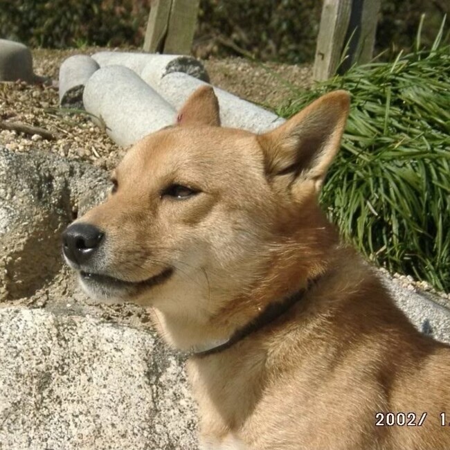 ジャジャジャジャンのカバー写真