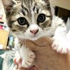 TNRで保護した5きょうだい子猫⭐︎あかねちゃん サムネイル2
