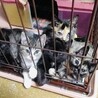 TNRで保護した5きょうだい子猫⭐︎あかねちゃん サムネイル3