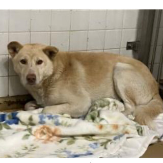 殺処分対象❗️収容期限3/14迄❗️延長なし