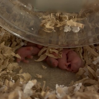 ジャンガリアンハムスター里親募集