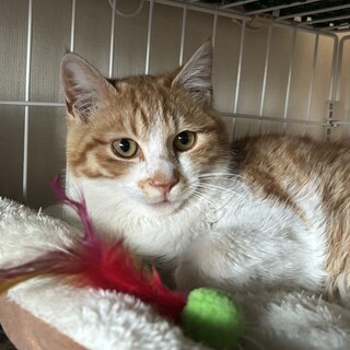 甘えん坊なモンブラン兄妹のモンくん！