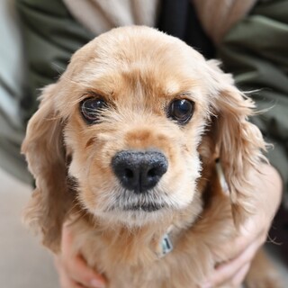 優しい表情で見つめてくれる懐っこいアメコカの女の子