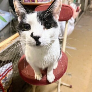 【代理投稿】フレンドリーな猫、パン坊♪