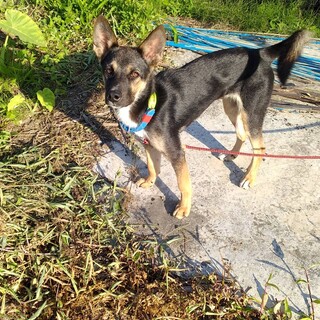 お散歩大好きな　ムウちゃん