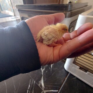 姫うずら　雛生後1週間2匹　雄雌不明