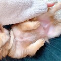4ヶ月のチワワ(交渉中)