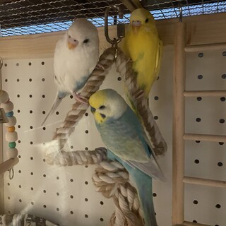 里親決定しました。