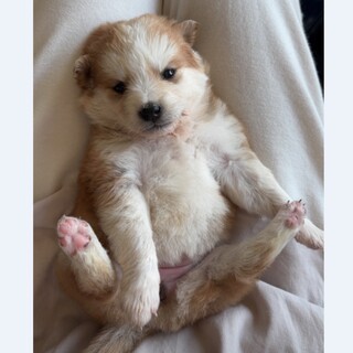 人が大好きな茶白女子ワンコ「きなこちゃん」