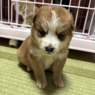 人が大好き甘えん坊の男子ワンコ「コロッケ君」