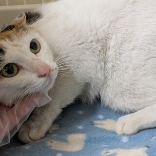 来週リリース！大人しい三毛猫です