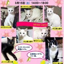 猫の譲渡＆預かり募集会