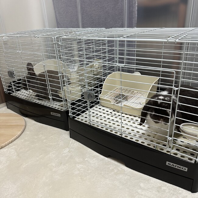 kyo_rabbitのカバー写真