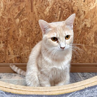 【二匹目に】可愛い茶トラ四兄弟１０カ月緑茶君