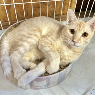 可愛い茶トラ四兄弟１０カ月麦茶君