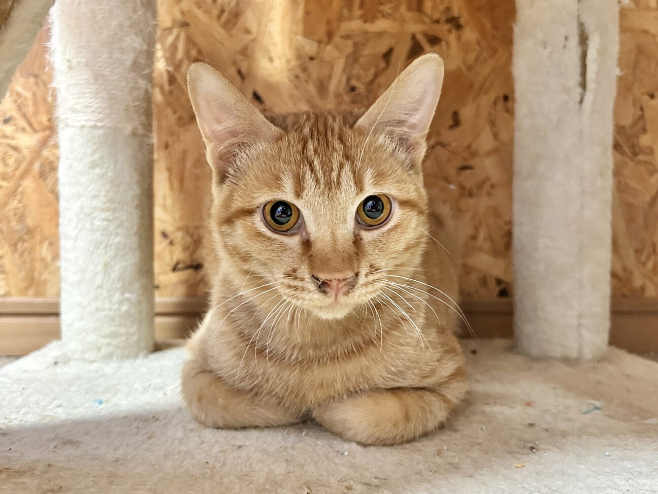 二匹目に】可愛い茶トラ」埼玉県 - 猫の里親募集(512151) :: ペット