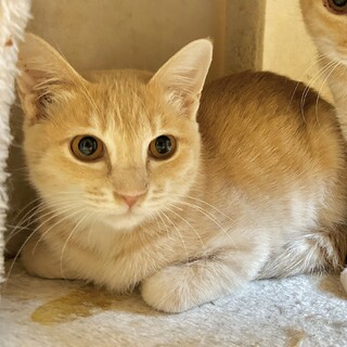 二匹目に】可愛い茶トラ」埼玉県 - 猫の里親募集(512152) :: ペット