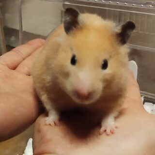 ゴールデンハムスター(キンクマ)