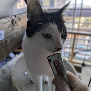 【新しいお家探してます】グリーンアイの白ブチ♂2歳