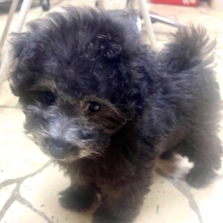 訳ありのプードルちゃん