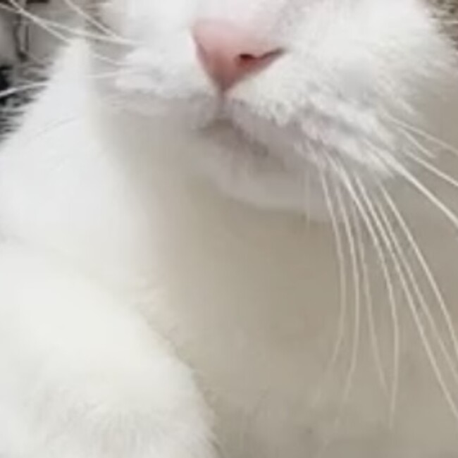 rose0778のカバー写真