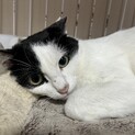 里親決定☆シンクロ猫マリアちゃん
