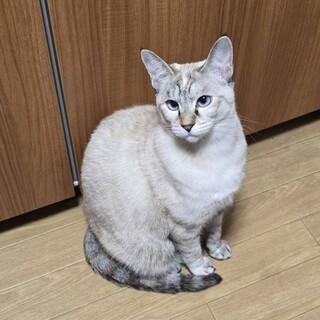 【5/11東日本橋】シャムMIXブルーアイ♡ブー