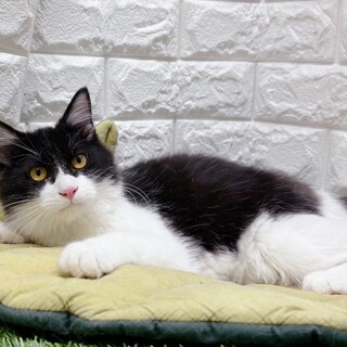 長毛ふわふわ♥️ごま塩ふわ丸くん