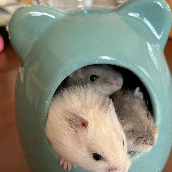 たにせつのカバー写真