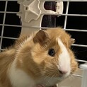 アビシニアンモルモットの男の子