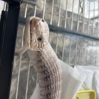 アオジタトカゲの里親募集