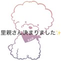 トライアル中☆トイプードル/3歳/女の子