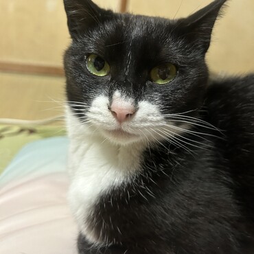 うちのコ紹介③元野良猫のクロちゃん♡たなみ家で1番の美人さん