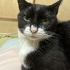 うちのコ紹介③元野良猫のクロちゃん♡たなみ家で1番の美人さん