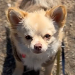 保護犬ナンバーＤ１６４６　チワワ（またはミックス）