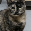約9ヶ月の子猫